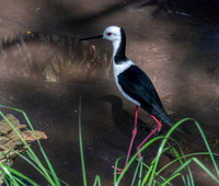 Black winged stilt