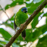 Blue faced / throated parrotfinch