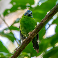 Blue faced / throated parrotfinch