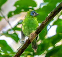 Blue faced / throated parrotfinch