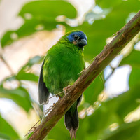 Blue faced / throated parrotfinch