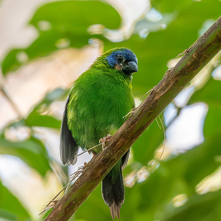 Blue faced / throated parrotfinch