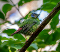 Blue faced / throated parrotfinch