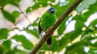 Blue faced / throated parrotfinch