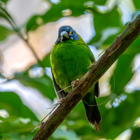 Blue faced / throated parrotfinch
