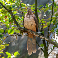 Brown cuckoo dove