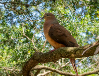 Brown cuckoo dove