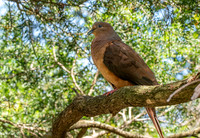 Brown cuckoo dove