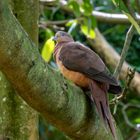 Brown cuckoo dove