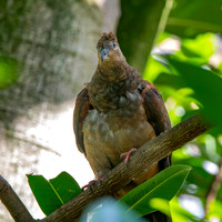 Brown cuckoo dove