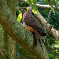 Brown cuckoo dove