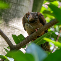 Brown cuckoo dove