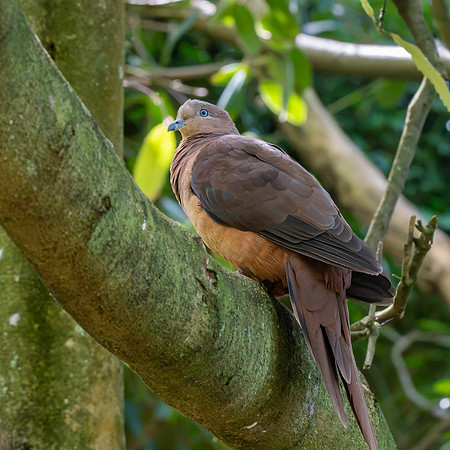 Brown cuckoo dove