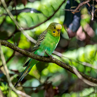 Budgerigar