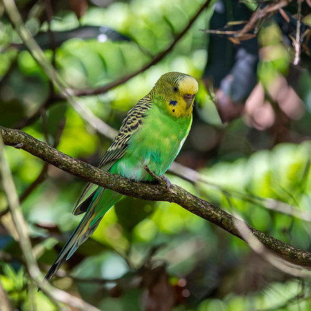 Budgerigar