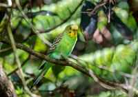Budgerigar