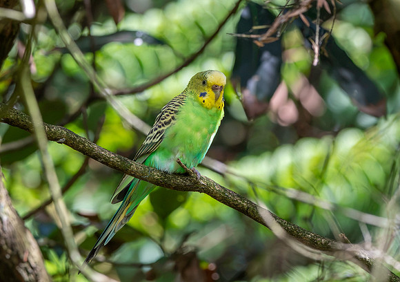 Budgerigar