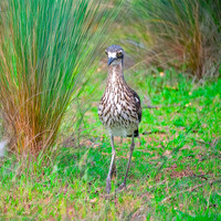 Bush thick knee