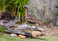 Bush thick knee