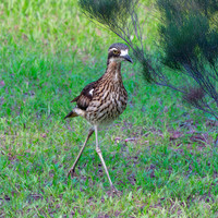 Bush thick knee