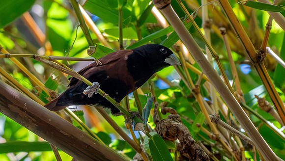 Chestnut munia