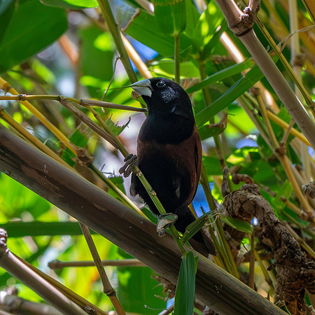Chestnut munia
