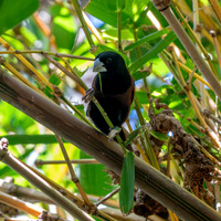Chestnut munia