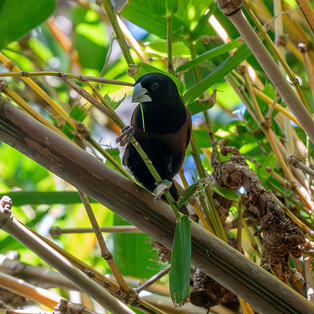 Chestnut munia
