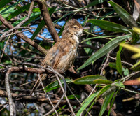 Clamorous reed warbler