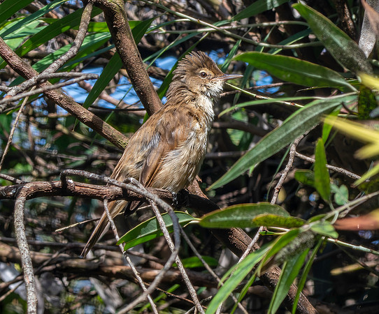 Clamorous reed warbler