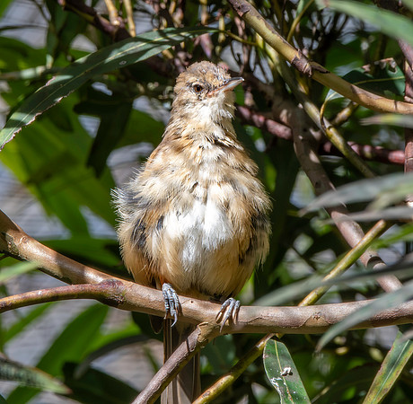 Clamorous reed warbler