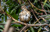 Clamorous reed warbler