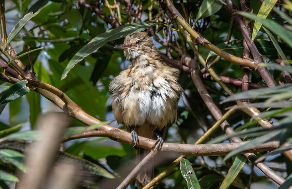 Clamorous reed warbler