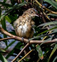Clamorous reed warbler