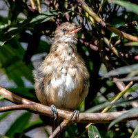 Clamorous reed warbler