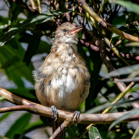 Clamorous reed warbler