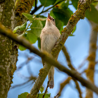 Garden warbler