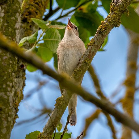 Garden warbler