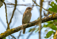 Garden warbler