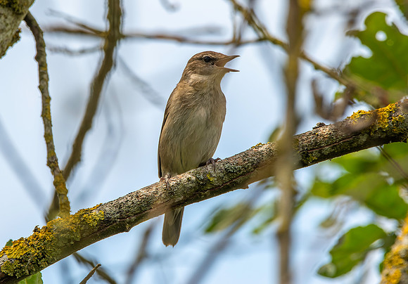 Garden warbler
