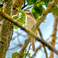 Garden warbler