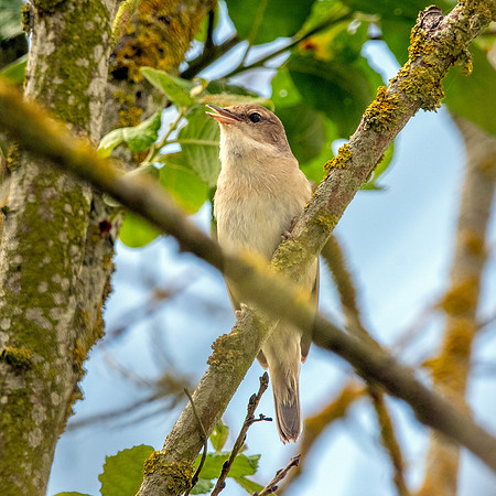 Garden warbler