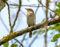 Garden warbler