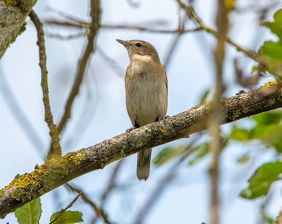 Garden warbler
