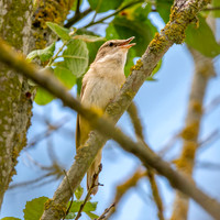 Garden warbler