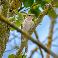 Garden warbler