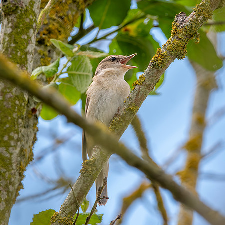 Garden warbler