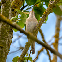 Garden warbler