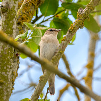 Garden warbler
