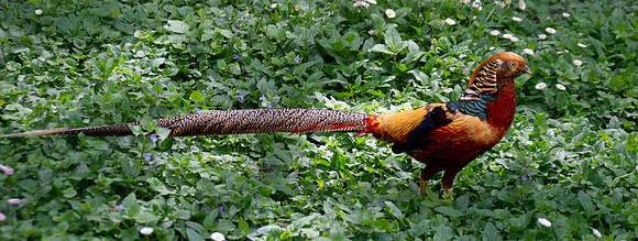 Golden pheasant